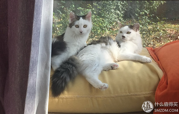捡到的猫咪要不要归还给原主子,捡到一只流浪猫要关注事项
