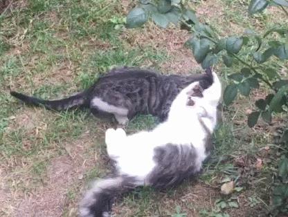 捡到的猫咪要不要归还给原主子,捡到一只流浪猫要关注事项