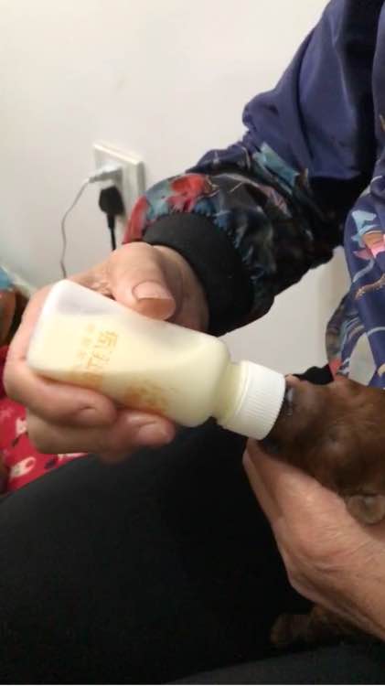 泰迪被领养舍不得原主人,领养泰迪被欺负