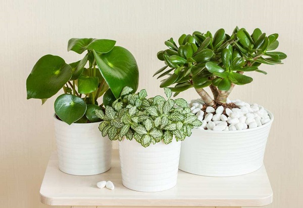 发财树盆栽死了怎么救活,盆栽怎么救活