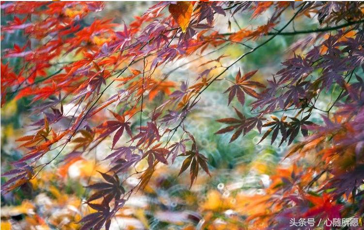 头痛牙痛肚子痛,头痛肚子痛全身无力吃什么药