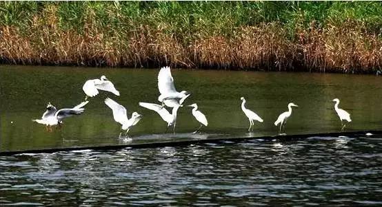 你真的了解森岛帆高吗,威海临港区未来有发展前途吗