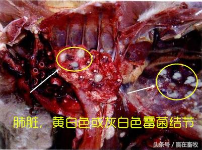 养殖场霉菌毒素关注事项,禽曲霉菌病防治方法