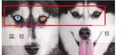 哈士奇和阿拉斯加的区别懂了吧,哈士奇和阿拉斯加的区别在哪里