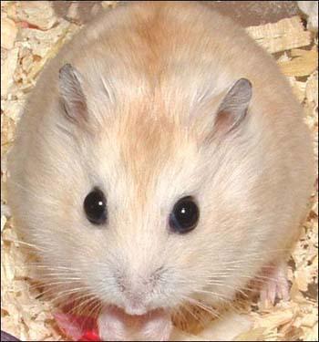 浠撻紶楗插吇澶у叏瑙嗛,浠撻紶楗插吇鎸囧崡鍏荤唺