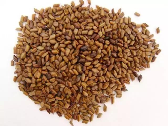 残败的菊花可以剪掉吗,野菊花开败后怎么处理