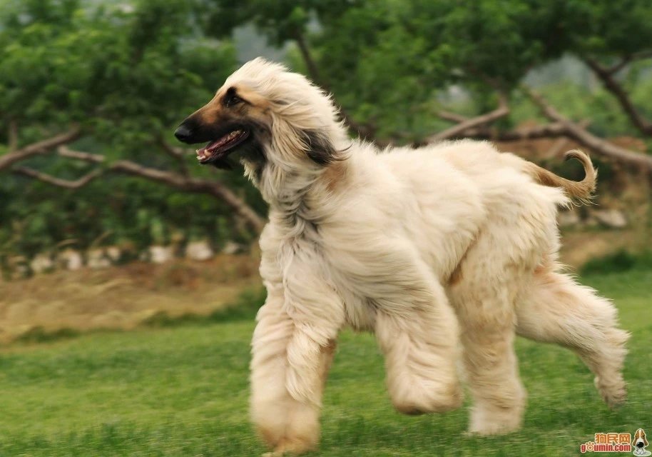 世界名犬品种介绍各多少钱,世界大型名犬高清图