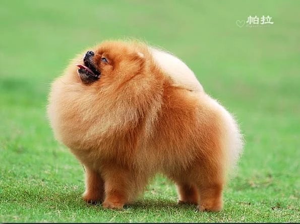 世界名犬品种介绍各多少钱,世界大型名犬高清图