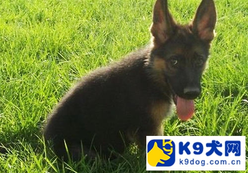 美国k9德牧,k9平背德牧