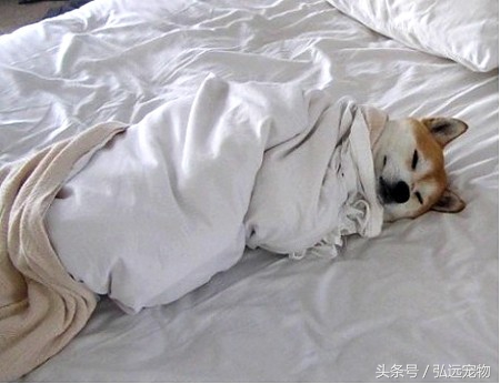 狗狗喜欢睡床的理由是这样的。。。