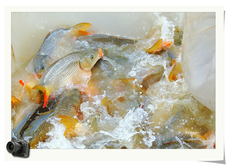 来肇庆端州旅游去哪玩,去肇庆市旅游带什么手信