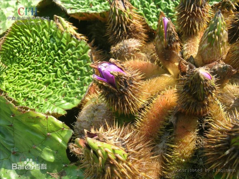 来肇庆端州旅游去哪玩,去肇庆市旅游带什么手信