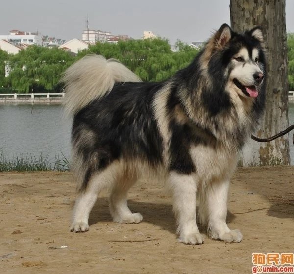 世界名犬品种介绍各多少钱,世界大型名犬高清图