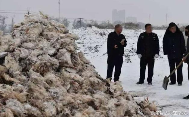 养殖场霉菌毒素关注事项,禽曲霉菌病防治方法