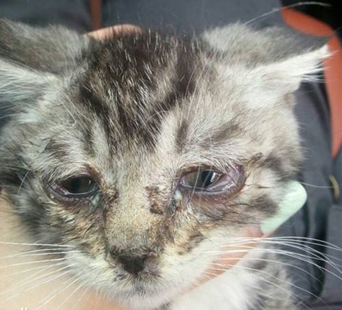 警惕：你的猫真是感冒那么简单吗？不可轻视的猫鼻支诊断及治疗！