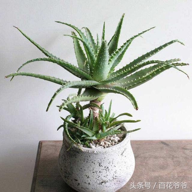 阳台上养芦荟对人有什么好处呢,芦荟养到家里风水好吗