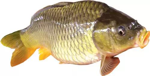 来肇庆端州旅游去哪玩,去肇庆市旅游带什么手信