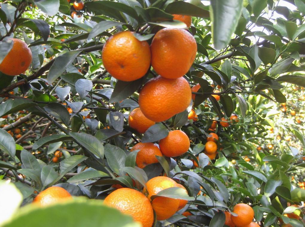 来肇庆端州旅游去哪玩,去肇庆市旅游带什么手信