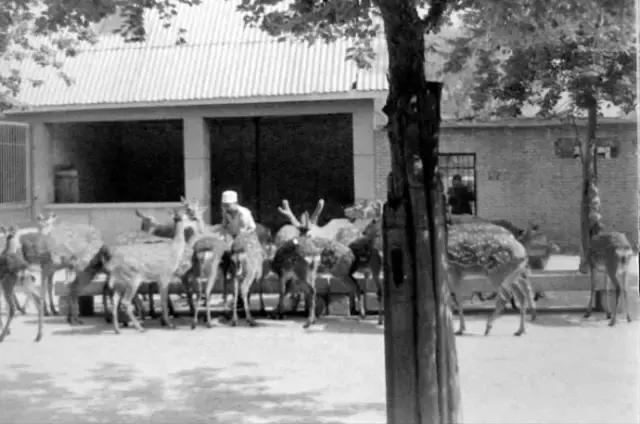 走进西安老照片,了解西安的老照片