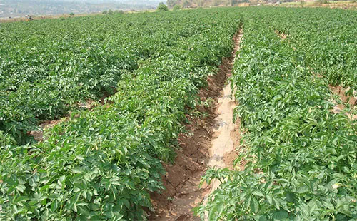 哪种杀菌剂对马铃薯会产生药害,马铃薯药害产生的症状