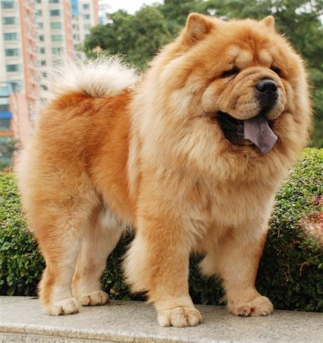 世界名犬品种介绍各多少钱,世界大型名犬高清图