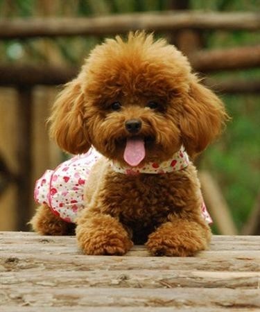 世界名犬品种介绍各多少钱,世界大型名犬高清图