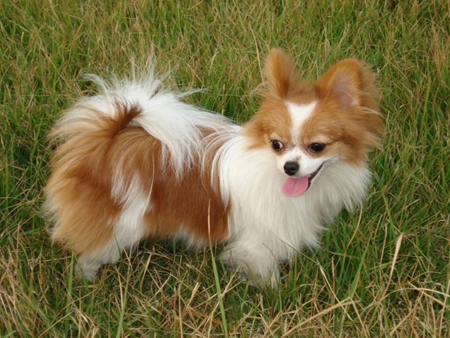 世界名犬品种介绍各多少钱,世界大型名犬高清图