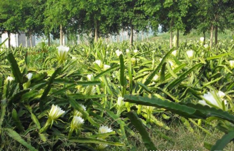 来肇庆端州旅游去哪玩,去肇庆市旅游带什么手信