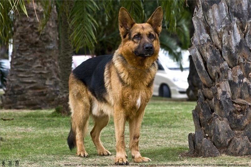 世界名犬品种介绍各多少钱,世界大型名犬高清图