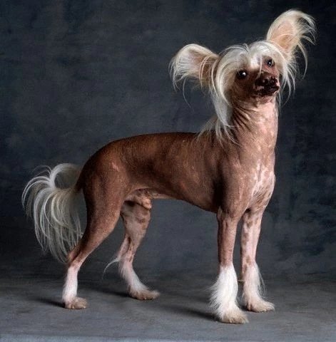 世界名犬品种介绍各多少钱,世界大型名犬高清图