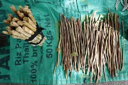 他们口含尿液治牙病，还为一口好牙不惜盗尸掘墓、奔赴战场