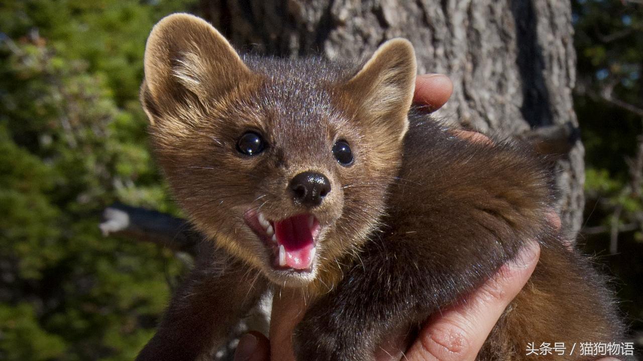 宠物貂饲养视频大全教程,宠物貂饲养的关注事项