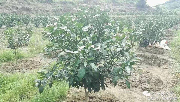 大雪—冬至：补钙预防霜冻果，补硼锌促进花芽分
