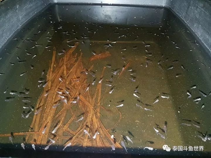 泰国斗鱼两日游攻略,泰国顶级斗鱼渔场两日游