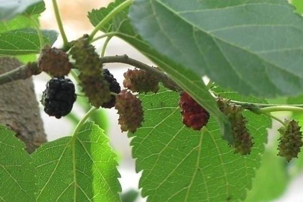 有这几个症状当心心梗正悄悄发生,血汗管堵塞导致的心梗有什么前兆