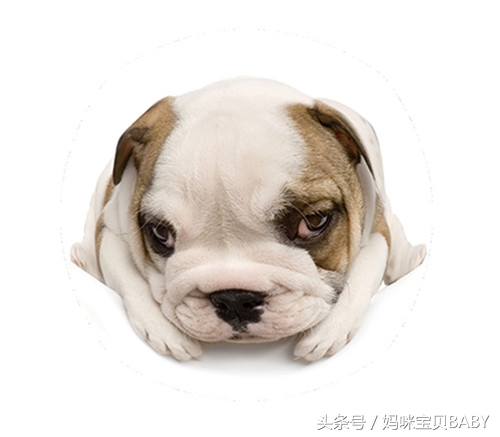 怀孕十一周胎儿长什么样,孕十一周胎儿应该多大了