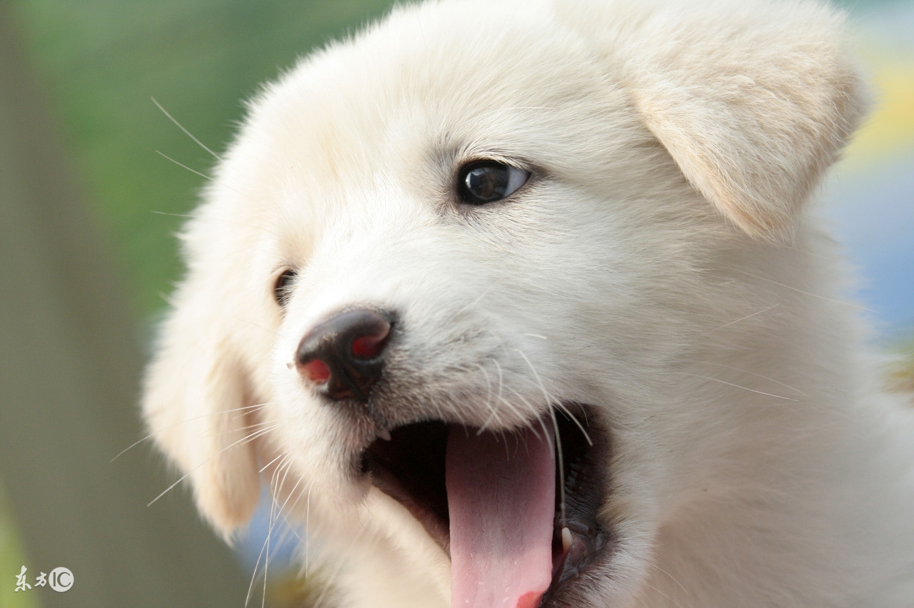 狗狗紧张胆小会拉稀吗,胆小狗狗训练4大诀窍