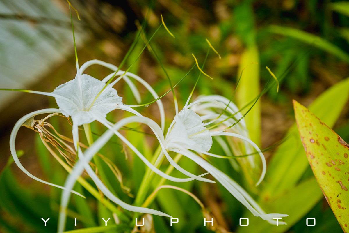 悠游一夏，马来西亚——六日自由行攻略