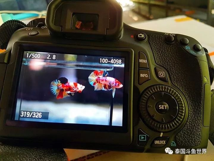 泰国斗鱼两日游攻略,泰国顶级斗鱼渔场两日游