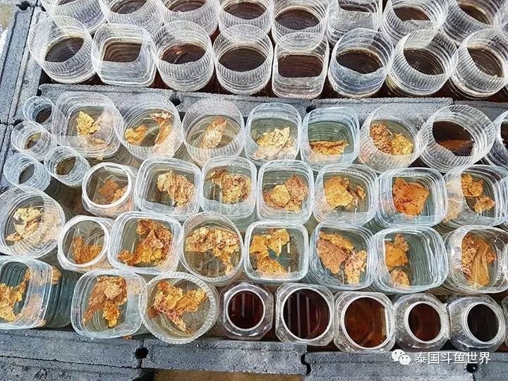 泰国斗鱼两日游攻略,泰国顶级斗鱼渔场两日游