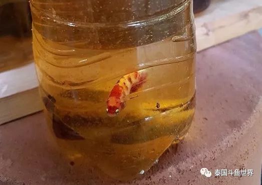 泰国斗鱼两日游攻略,泰国顶级斗鱼渔场两日游