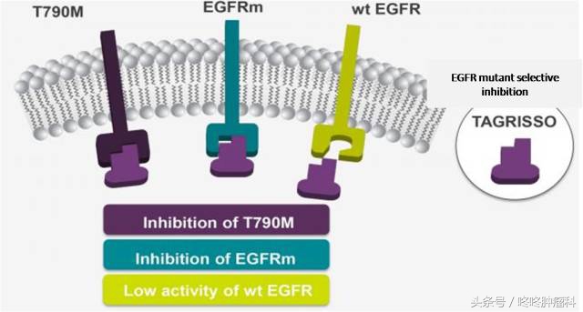 肺癌9291,肺癌可以吃9291能治愈吗