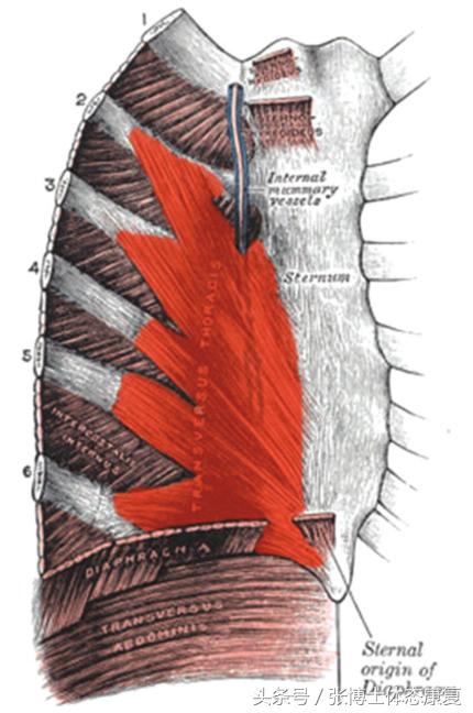 吹气球改善腹内压,吹气球治疗腰痛