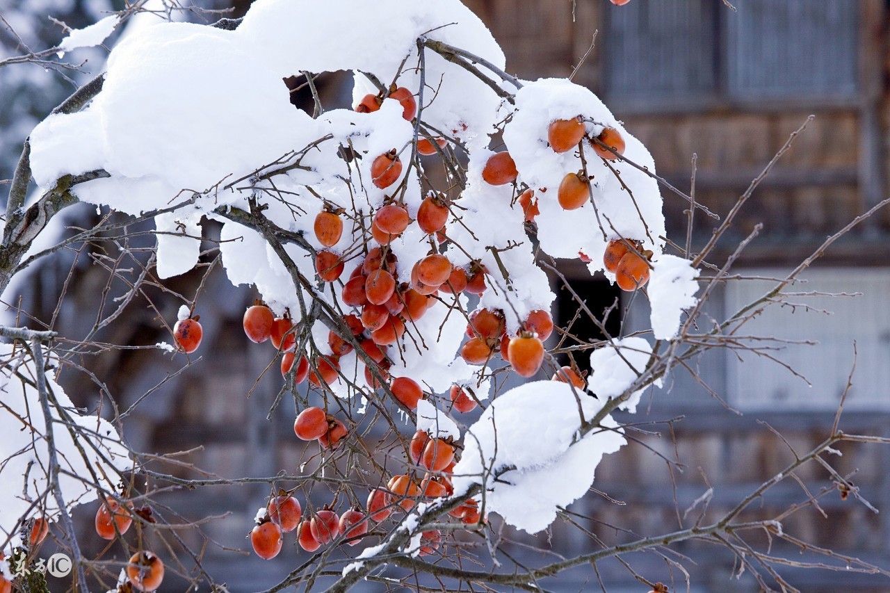 农村祖辈12句老话,农村俗语和老话顺口溜