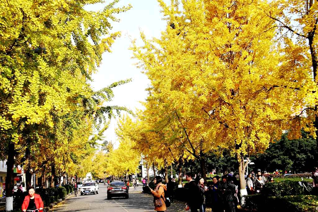 又到银杏叶黄时,又到一年银杏黄