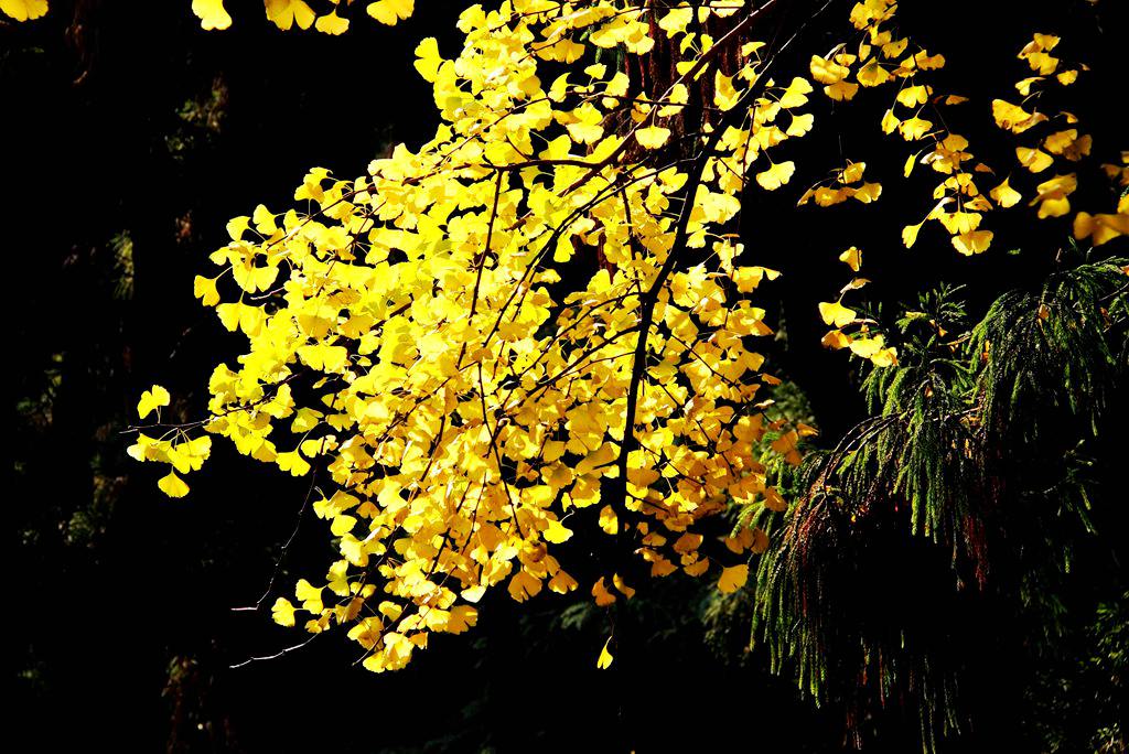 又到银杏叶黄时,又到一年银杏黄