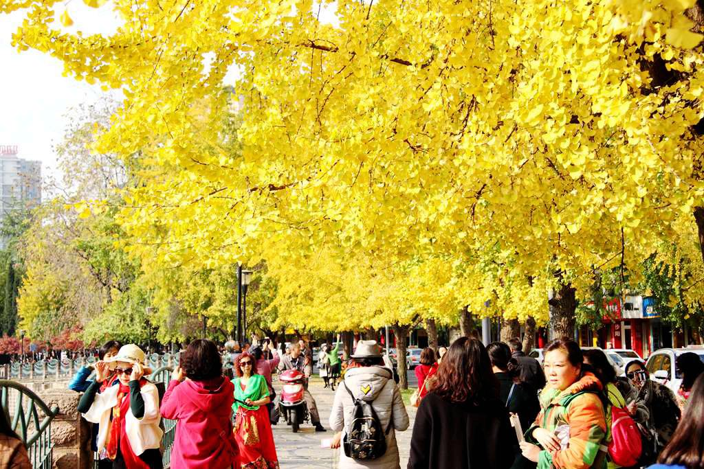 又到银杏叶黄时,又到一年银杏黄