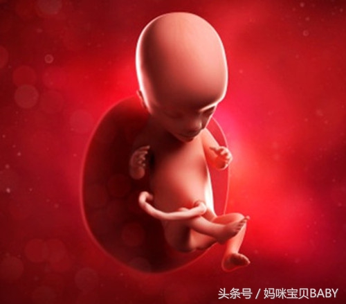 孕15天的宝宝有多大,孕23周宝宝打嗝在肚子里的样子