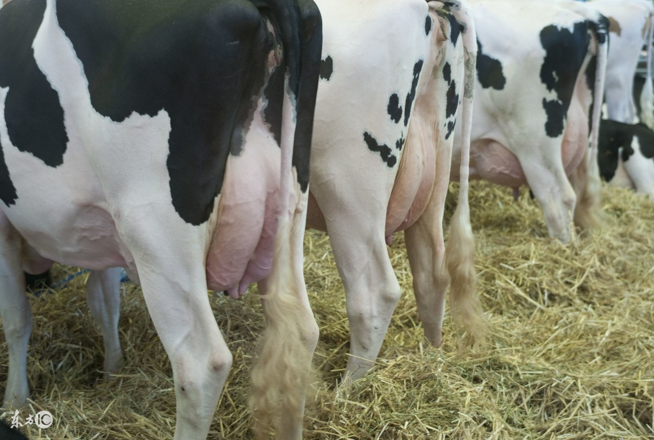 奶牛产道脱出的病因以及治疗措施！