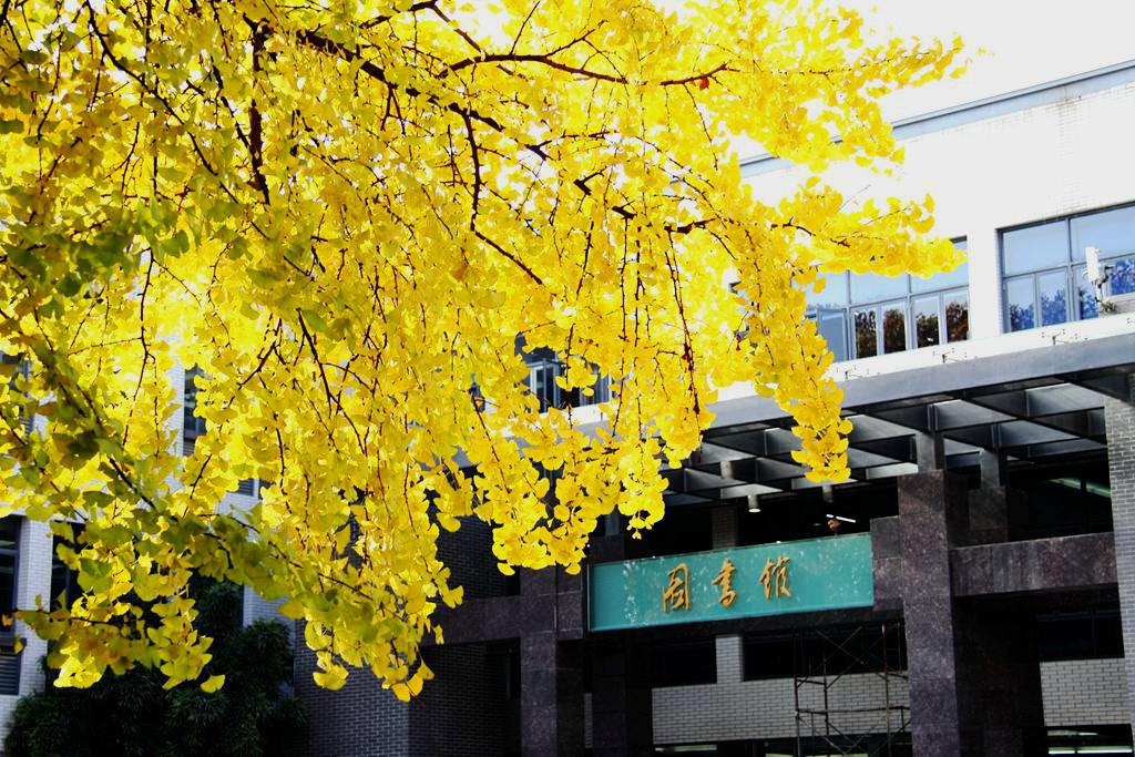 又到银杏叶黄时,又到一年银杏黄